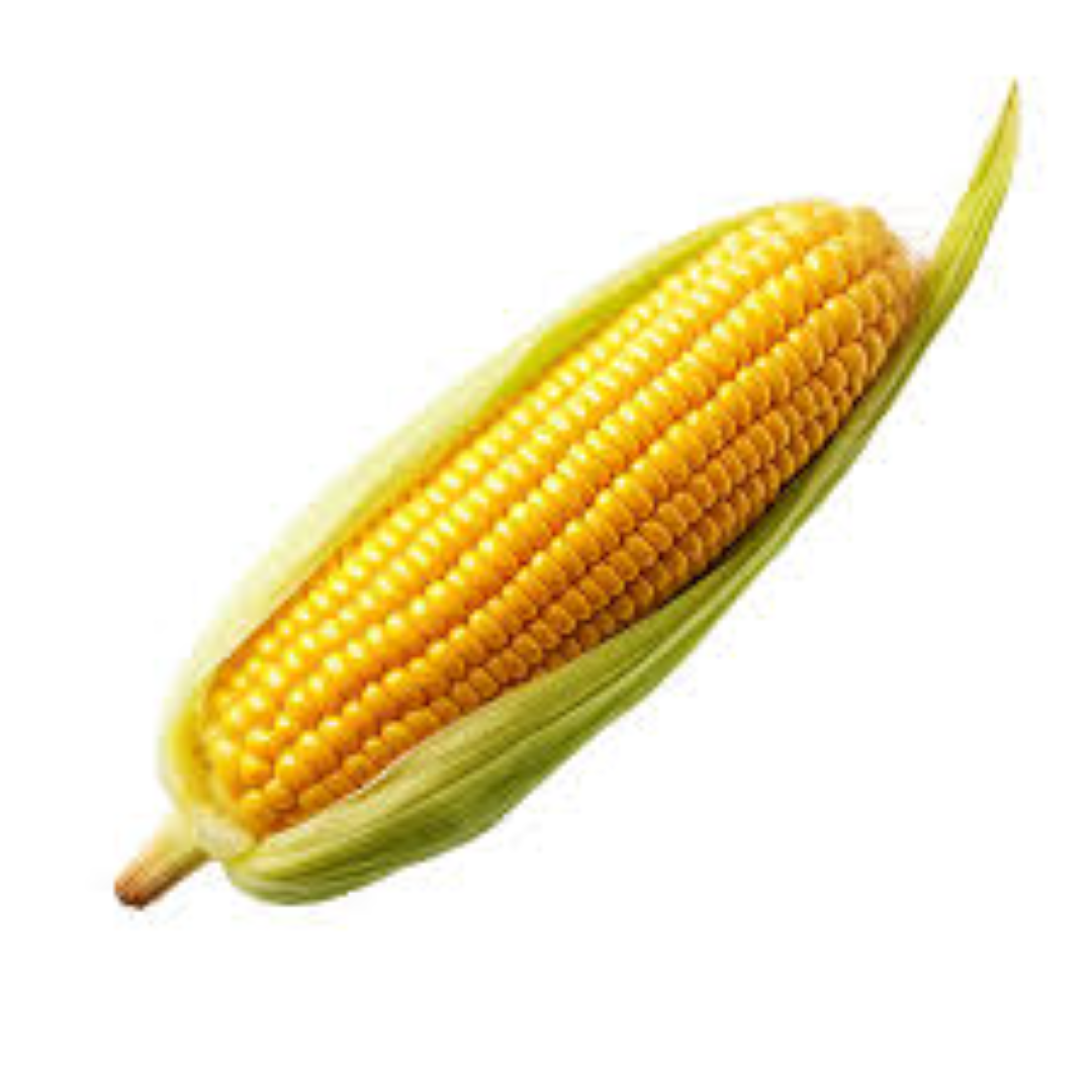 FRESH YELLOW SWEET CORN